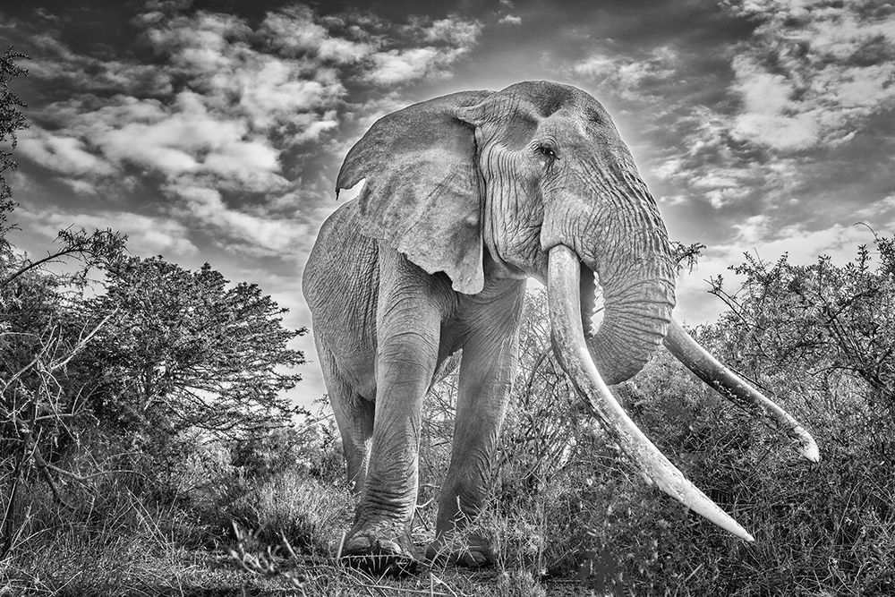 Craig the Elephant-largest Amboseli elephant-Amboseli National Park-Africa